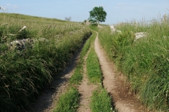 Hartington walk
